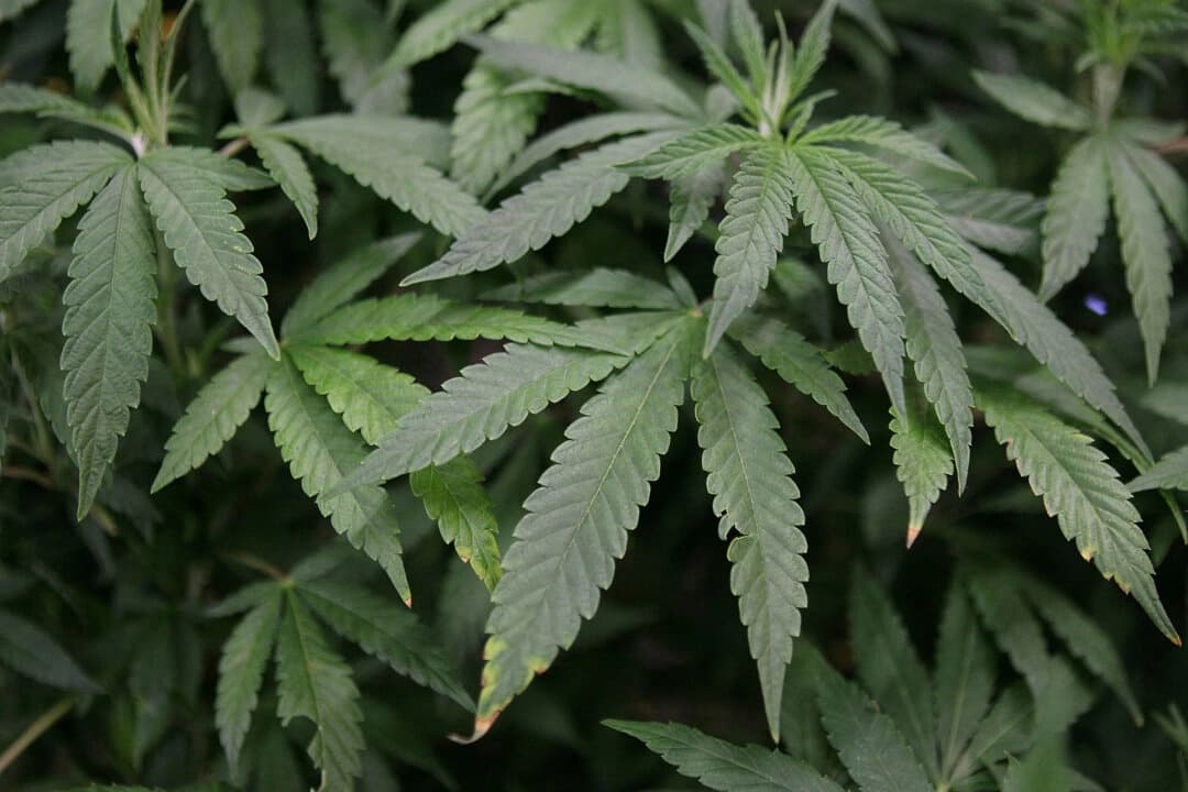 Hojas de una planta madura de marihuana en una exposición en la Feria Internacional del Cannabis y el Cáñamo, celebrada en el Cow Palace de Daly City, California, el 18 de abril de 2010. (Justin Sullivan/Getty Images)