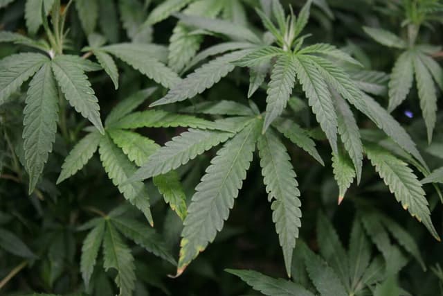 Hojas de una planta madura de marihuana en una exposición en la Feria Internacional del Cannabis y el Cáñamo, celebrada en el Cow Palace de Daly City, California, el 18 de abril de 2010. (Justin Sullivan/Getty Images)