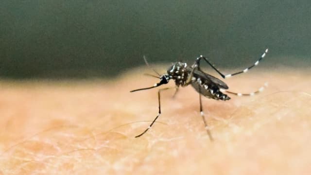 Un mosquito Aedes aegypti sobre la piel humana en un laboratorio del Centro Internacional de Formación y Entrenamiento Médico en Cali, Colombia, el 25 de enero de 2016. (Luis Robayo/AFP/Getty Images)
