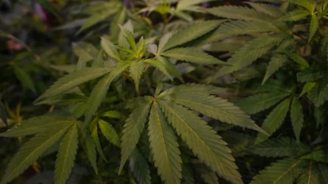Fotografía de una planta de cannabis tomada en la Cannabis Expo Brasil, una feria de la industria del cáñamo y el cannabis, en São Paulo, Brasil, el 15 de septiembre de 2023. (Nelson Almeida/AFP vía Getty Images)
