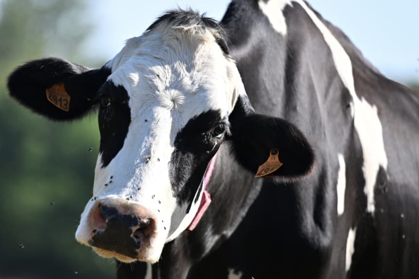 Ya son más de 5000 casos de infestación del gusano barrenador en animales en México