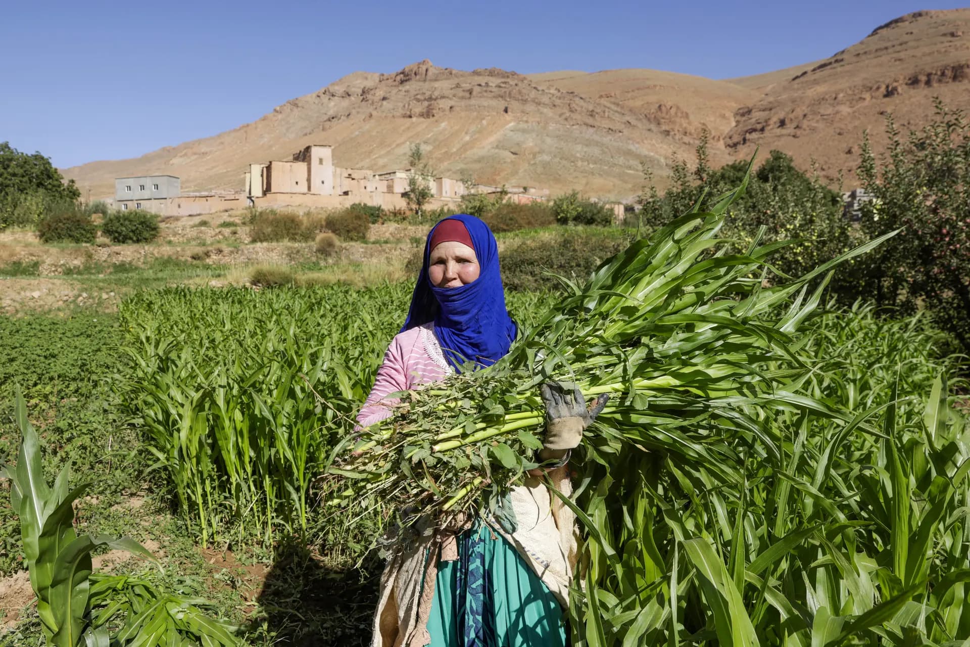 Una agricultora posa para una fotografía mientras cosecha tallos de maíz en un campo en la zona montañosa de Aït Attou Moussa, ubicada en la comuna de Tilemi, en la región de Tinghir, Marruecos, el 30 de agosto de 2025. (Abdel Majid Bziouat/AFP vía Getty Images)