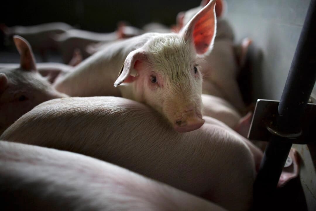 China impone 62 % de aranceles a carne de cerdo de la UE, e intensifica la disputa comercial