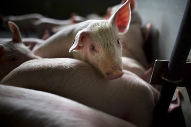 China impone 62 % de aranceles a carne de cerdo de la UE, e intensifica la disputa comercial