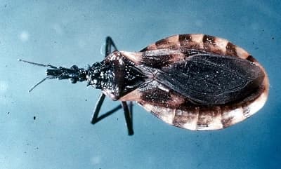 Un insecto triatomino, también conocido como vinchuca, que es el vector del Trypanosoma cruzi. (CDC)
