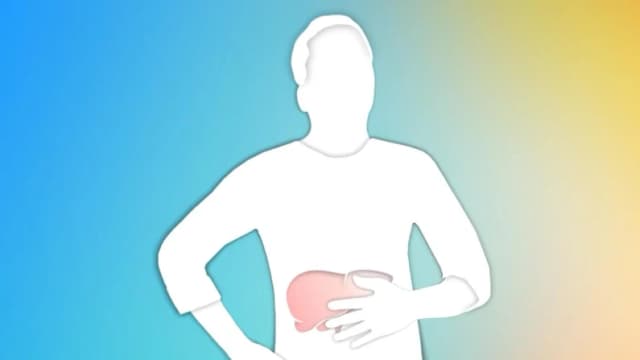 El papel vital del hígado: El motor de la salud metabólica