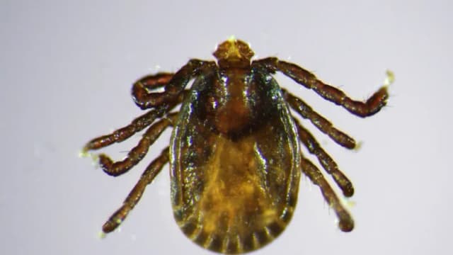 Una garrapata asiática de cuernos largos en julio de 2025. (Griffin Dill/Universidad de Maine vía AP)
