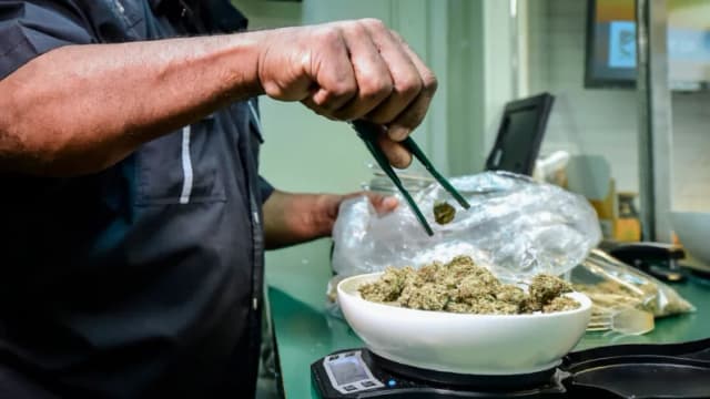Un trabajador retira hojas de plantas de marihuana para permitir que crezcan más luz en las instalaciones de cultivo de marihuana de 54,000 pies cuadrados de Essence Vegas el 6 de julio de 2017. (Ethan Miller/Getty Images)
