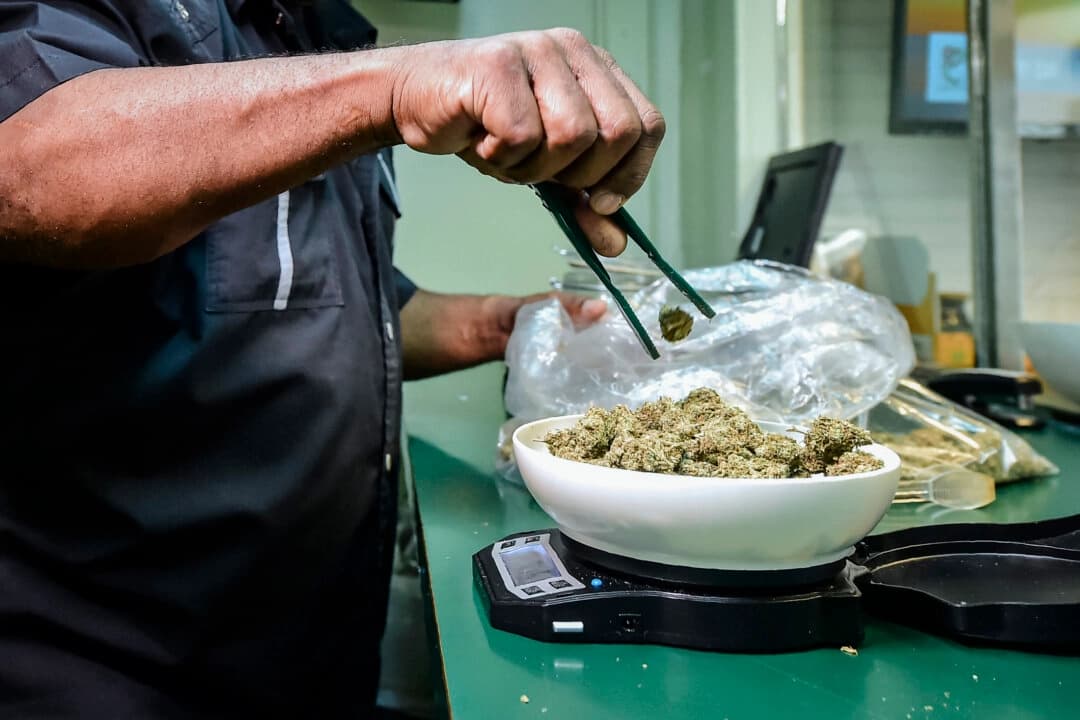 Un trabajador retira hojas de plantas de marihuana para permitir que crezcan más luz en las instalaciones de cultivo de marihuana de 54,000 pies cuadrados de Essence Vegas el 6 de julio de 2017. (Ethan Miller/Getty Images)
