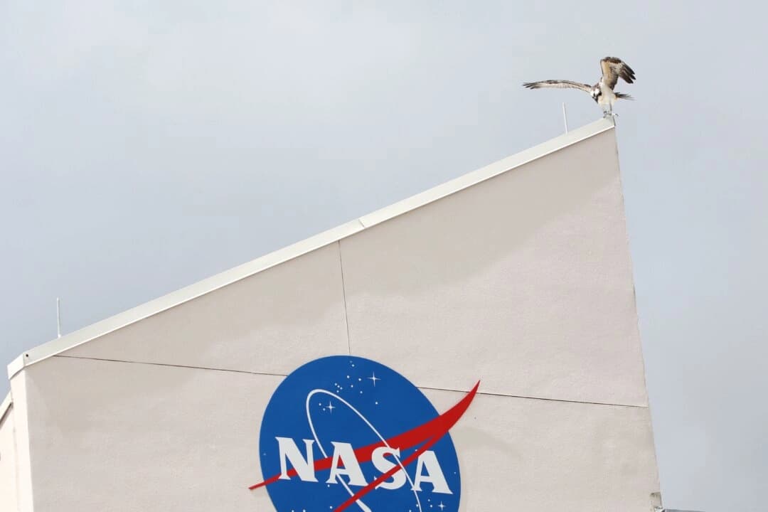 Un águila pescadora posada cerca del centro de prensa principal del Centro Espacial Kennedy en Florida, el 6 de junio de 2022. (Gregg Newton/AFP vía Getty Images)
