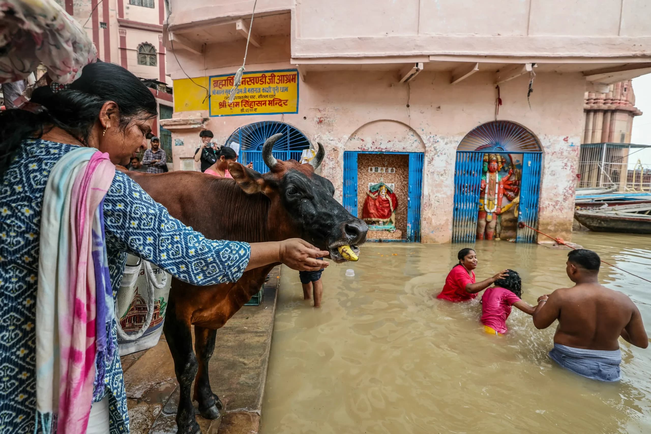 <em>Una mujer alimenta a una vaca mientras los devotos hindúes se bañan fuera de un templo parcialmente sumergido por las aguas, a lo largo de las orillas del Dashashwamedh Ghat, tras el aumento del nivel del agua del río Ganges en Varanasi, India, el 13 de septiembre de 2025, tras las fuertes lluvias monzónicas. Niharika Kulkarni/AFP vía Getty Images</em>