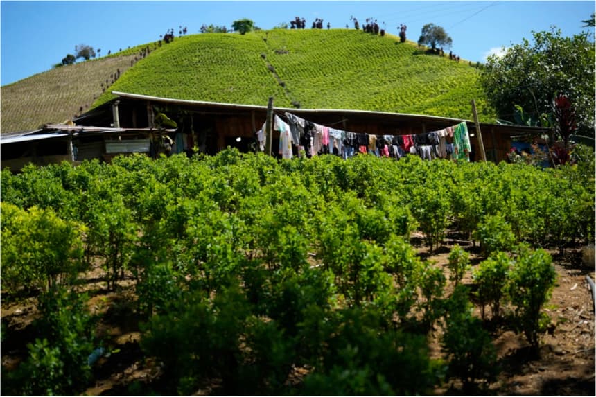 La ropa se seca en un tendedero en medio de un campo de coca en una ladera del Cañón de Micay, Colombia, el 13 de agosto de 2024. Fernando Vergara, AP