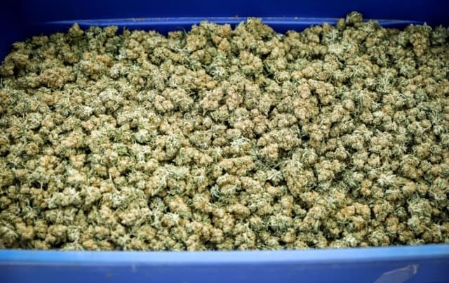 EE. UU. debería usar cargos de la ley RICO para combatir el cultivo ilegal de marihuana China: Expertos