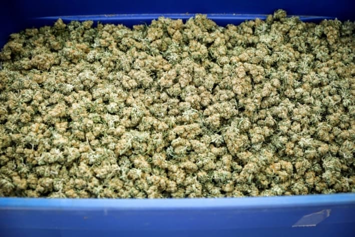 Una caja de cogollos de marihuana de un cultivo ilegal en un suburbio residencial de Denver, Colorado, el 1 de octubre de 2020. (Charlotte Cuthbertson/The Epoch Times)