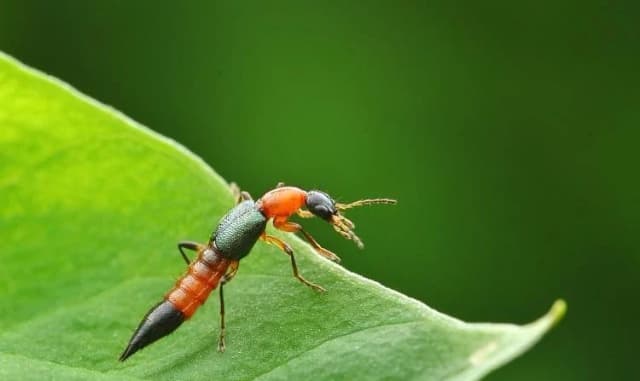 Un escarabajo vagabundo sobre una hoja. (Shutterstock)