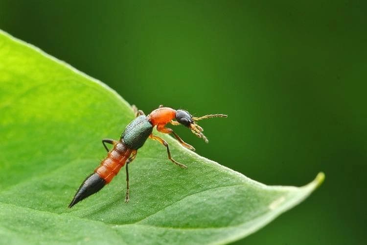 Un escarabajo vagabundo sobre una hoja. (Shutterstock)