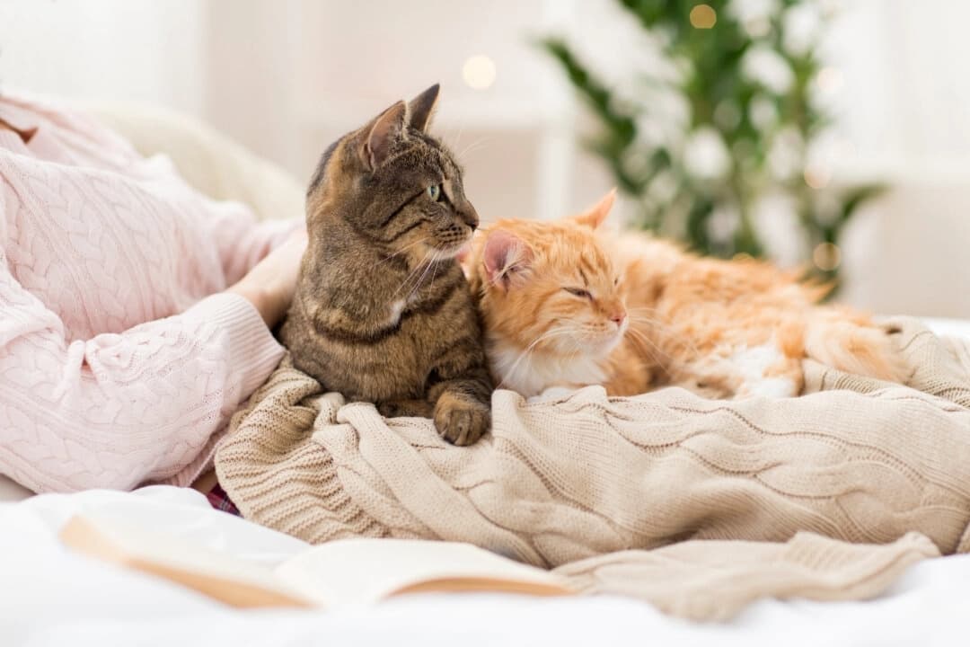 Según un estudio, muchos productos alimenticios crudos para gatos que se venden en Estados Unidos contienen patógenos infecciosos, algunos de los cuales son resistentes a los antibióticos. (Ground Picture/Shutterstock)
