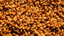 Cómo aprovechar los sorprendentes beneficios saludables de los granos germinados