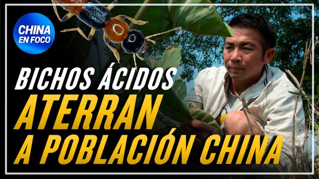 Bichos ácidos atemorizan a China: Son como “ácido sulfúrico volador”