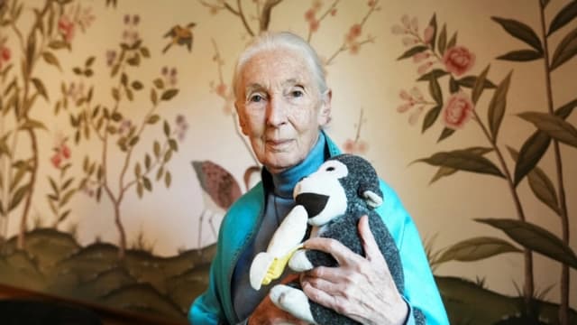 La primatóloga, etóloga y antropóloga británica Jane Goodall posa para una foto en la embajada británica en Buenos Aires, Argentina, el 15 de agosto de 2024. (Irina Dambrauskas/Reuters)
