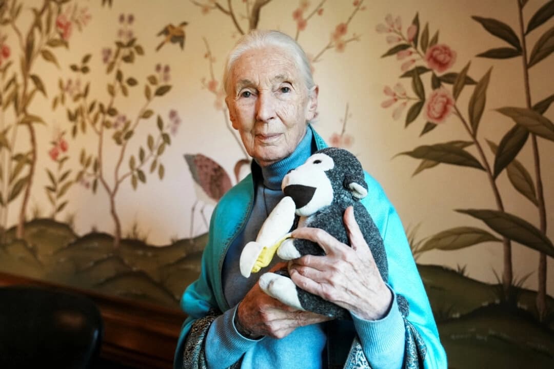 La primatóloga, etóloga y antropóloga británica Jane Goodall posa para una foto en la embajada británica en Buenos Aires, Argentina, el 15 de agosto de 2024. (Irina Dambrauskas/Reuters)
