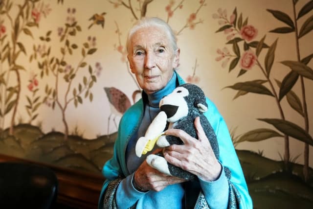 Fallece a los 91 años la defensora de la vida silvestre y experta en primates Jane Goodall