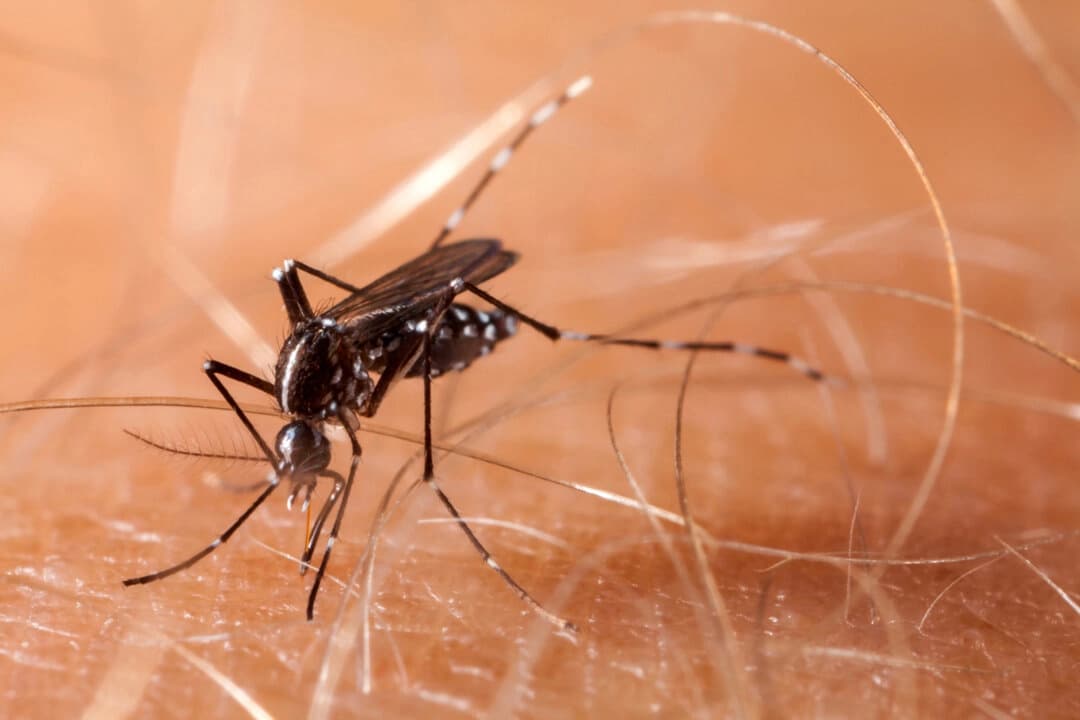 La picadura de un mosquito puede provocar una protuberancia roja que pica y, dependiendo de dónde se encuentre, una enfermedad grave. (Dreamstime/TNS)