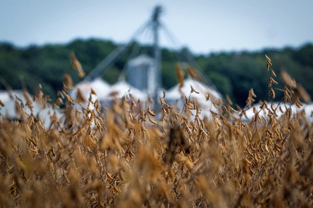 Vainas de soja dorándose en Harborview Farm a medida que se acerca la cosecha, en Rock Hall, Maryland, el 23 de septiembre de 2025. (Jim Watson /AFP a través de Getty Images).