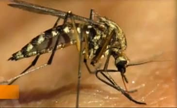 El virus chikungunya se transmite por mosquitos y causa dolor intenso. (Captura de pantalla de AOL)