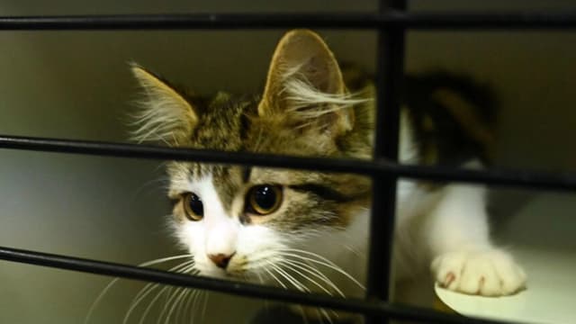Newsom promulga leyes para prohibir la desungulación de gatos y reglamentar los criaderos de cachorros