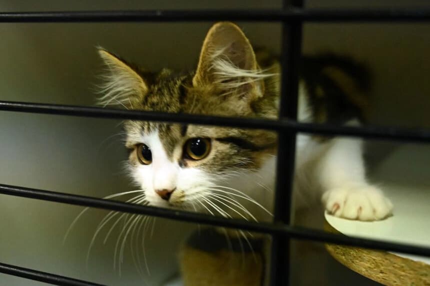 Un gato espera ser adoptado desde su jaula en el refugio y hospital veterinario de la Real Sociedad para la Prevención de la Crueldad contra los Animales (RSPCA) en Sídney, Australia, el 1 de abril de 2020. Peter Parks/AFP vía Getty Images