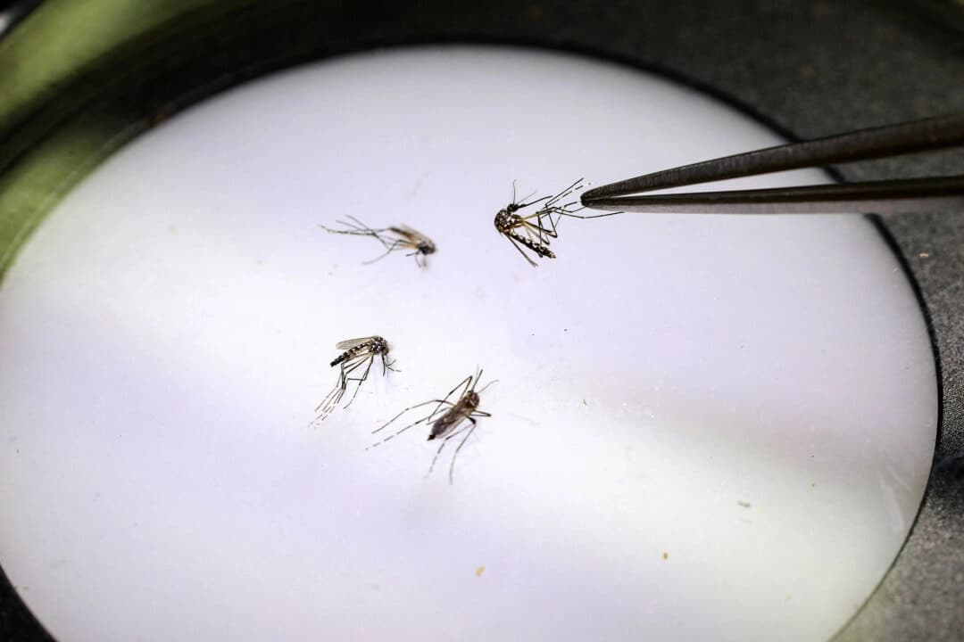 Un técnico de laboratorio sostiene un mosquito en la fábrica del Programa Mundial contra los Mosquitos en Medellín, Colombia, el 4 de junio de 2024. (Jaime Saldarriaga/AFP a través de Getty Images).