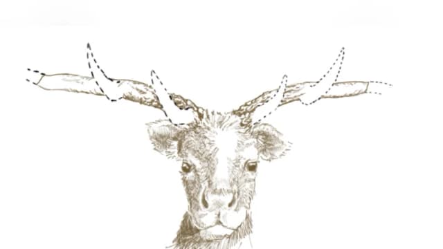 Resuelven misterio del fósil de un "ciervo del metro" de hace casi 50 años de Toronto