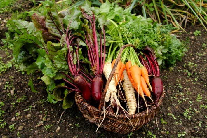 Zanahorias y otras verduras. (Art_Pictures/Shutterstock)