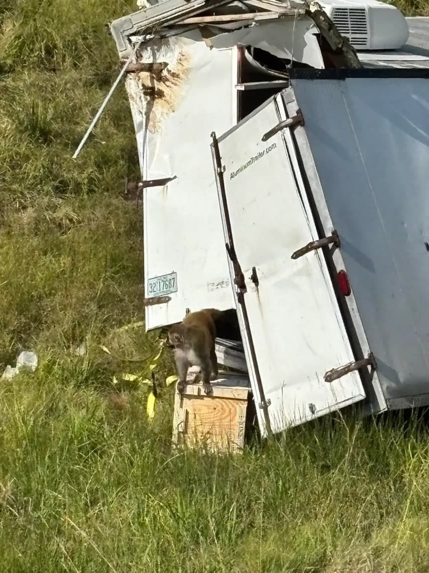 Los ayudantes del sheriff pudieron reunir a todos los monos excepto a tres que escaparon cuando un camión se volcó cerca de Heidelberg, Misisipi, el 28 de octubre de 2025. (Departamento del Sheriff del condado de Jasper)