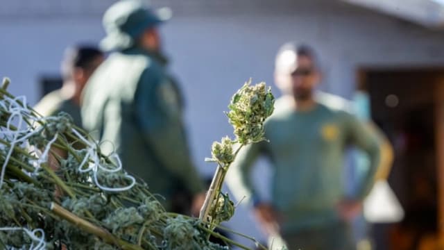 Fuerzas del orden de EE. UU. incautan 210 libras de marihuana ilegal en California