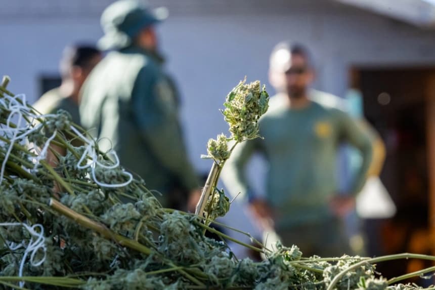 Fuerzas del orden de EE. UU. incautan 210 libras de marihuana ilegal en California