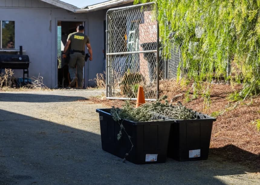Los cultivadores del mercado negro socavan a los cultivadores legales y traen consigo el riesgo de violencia, incendios y contaminación a las comunidades. Arriba, agentes del sheriff en un cultivo ilegal de marihuana en el condado de Riverside, California, el 4 de noviembre de 2025. (John Fredricks/The Epoch Times)