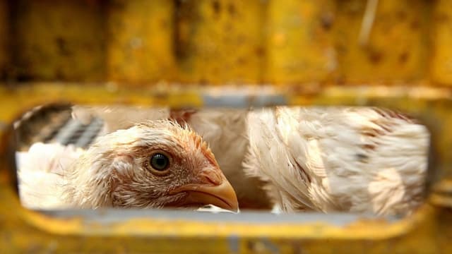 Una gallina en una jaula en una granja de Yakarta, 8 de octubre de 2007. (AHMAD ZAMRONI/AFP a través de Getty Images).
