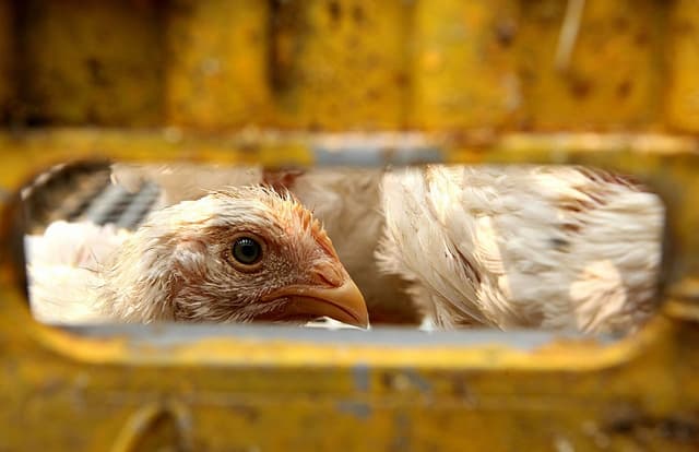 Una gallina en una jaula en una granja de Yakarta, 8 de octubre de 2007. (AHMAD ZAMRONI/AFP a través de Getty Images).
