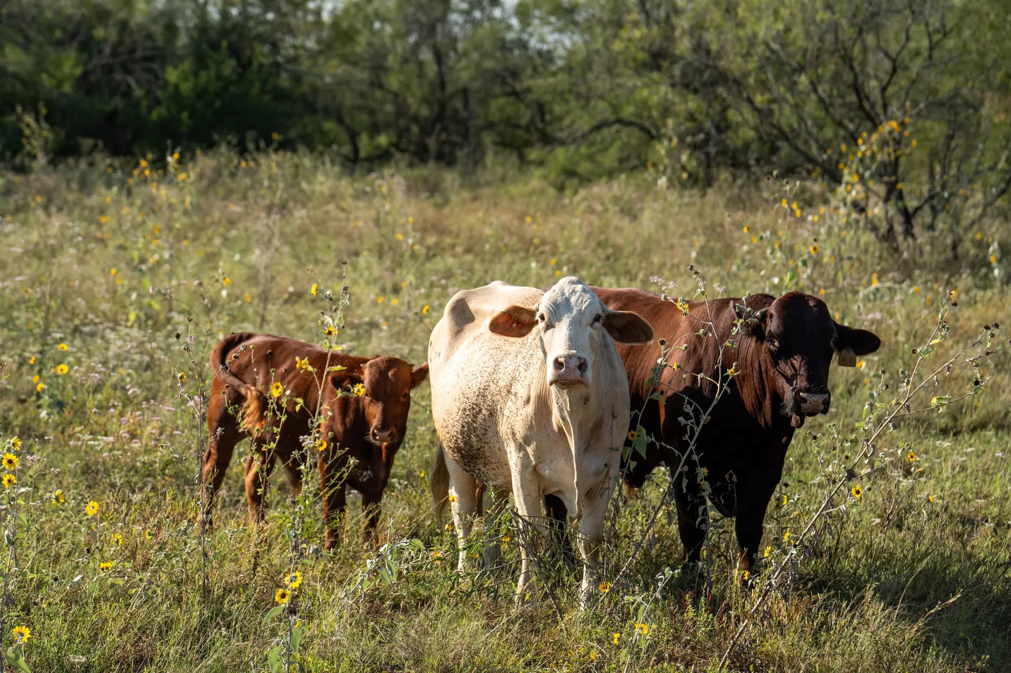 Vacas en el rancho de Michael Vickers en el condado de Brooks, Texas, el 10 de octubre de 2025. Samira Bouaou/The Epoch Times