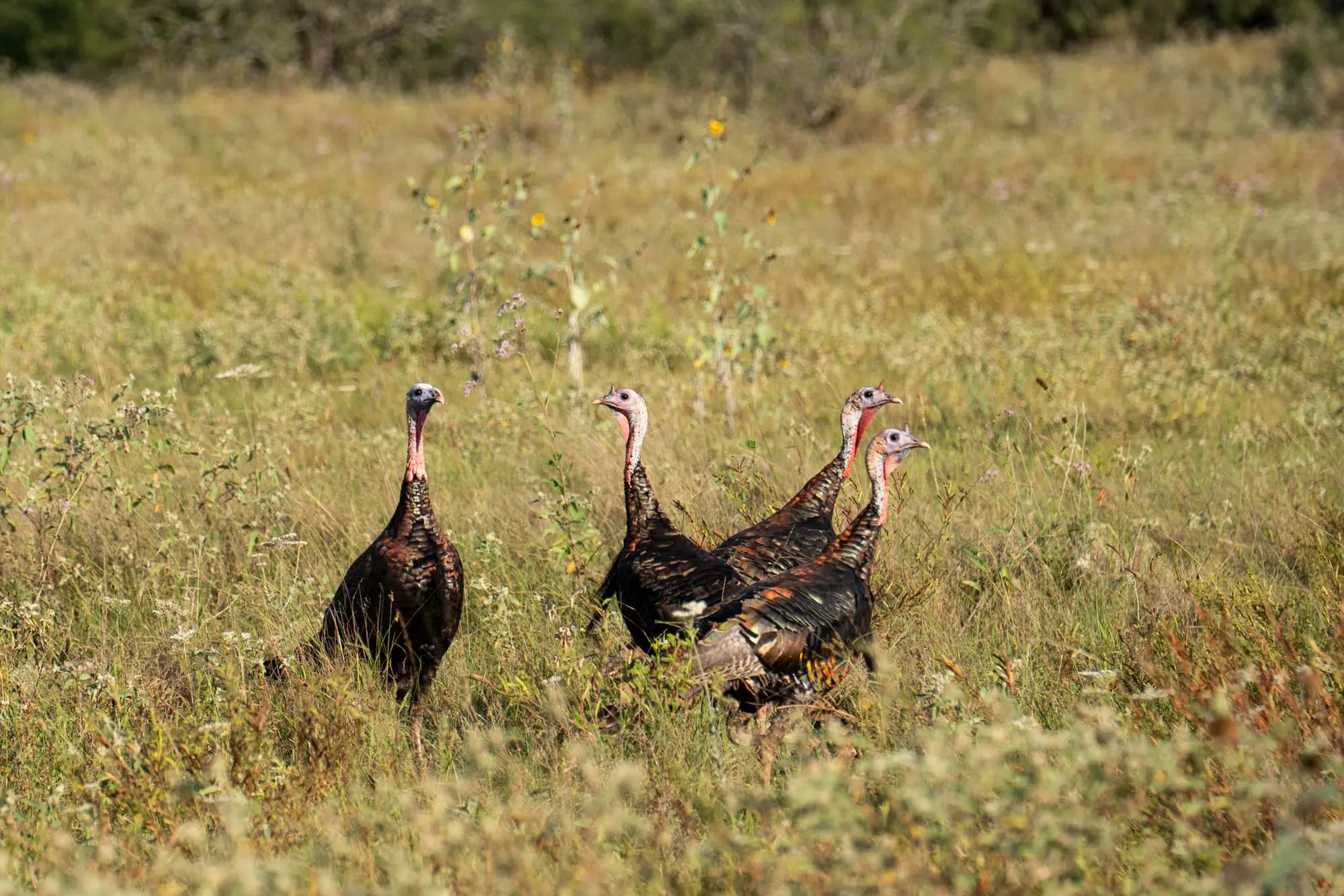 (Abajo a la derecha) Pavo salvaje en el rancho de Michael Vickers en el condado de Brooks, Texas, el 10 de octubre de 2025. Samira Bouaou/The Epoch Times