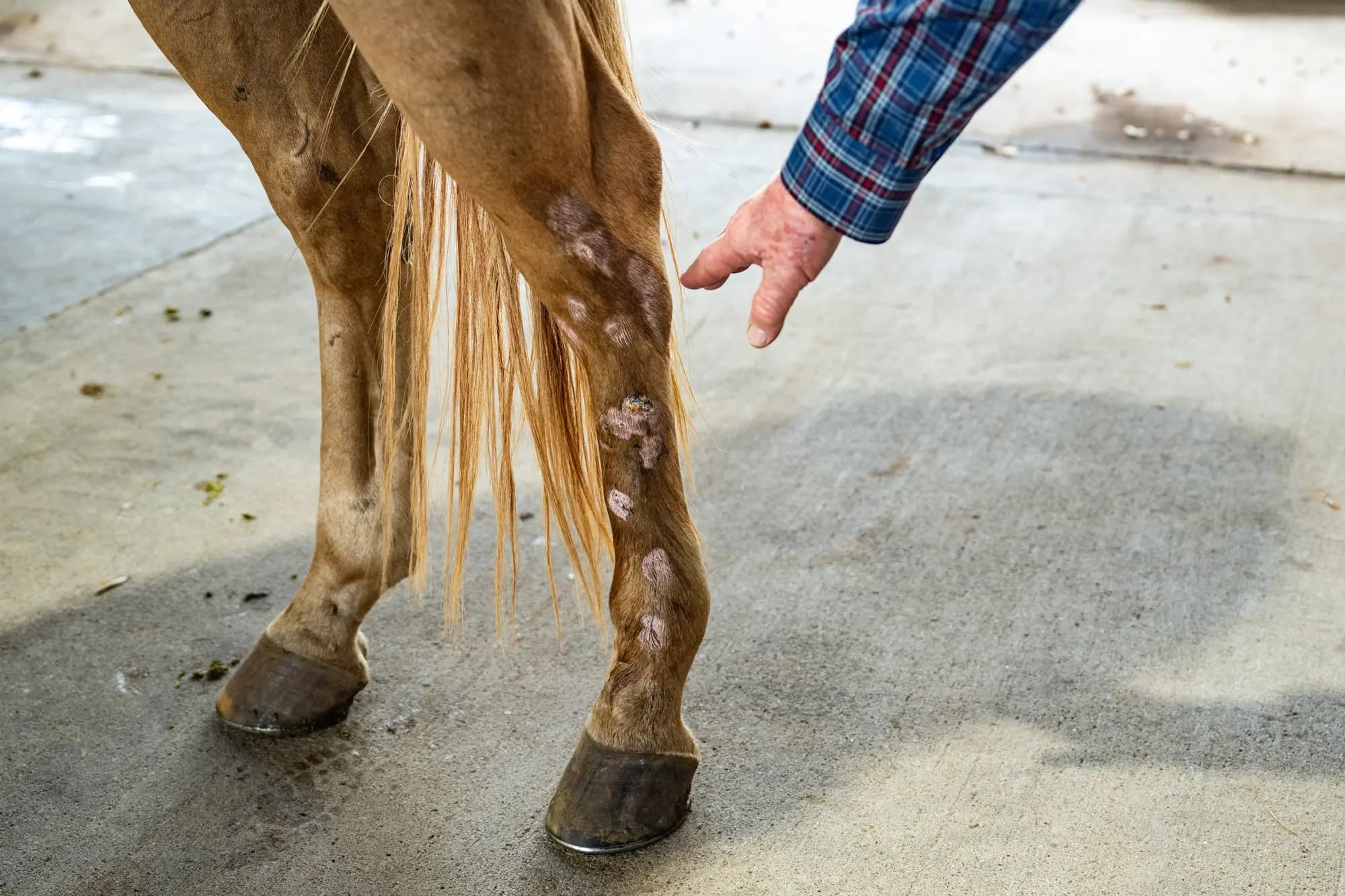 El veterinario y ganadero Michael Vickers señala las heridas en la pata de un caballo en el Hospital Veterinario Las Palmas en Falfurrias, Texas, el 8 de octubre de 2025. Daniel Becerril/Foto de archivo/Reuters, Samira Bouaou/The Epoch Times
