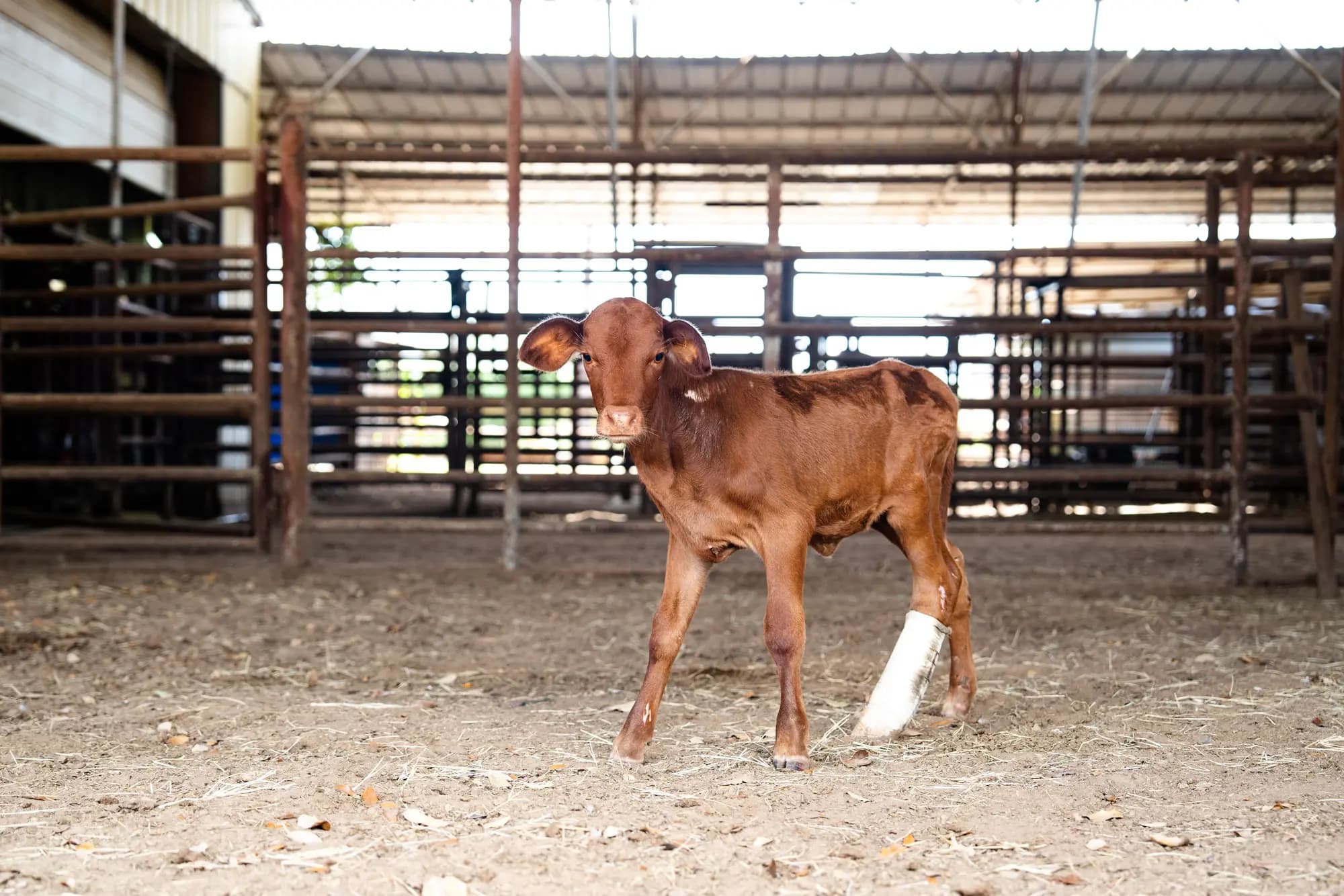 Un ternero con una pierna escayolada en el Hospital Veterinario Las Palmas de Falfurrias, Texas, el 8 de octubre de 2025. Samira Bouaou/The Epoch Times