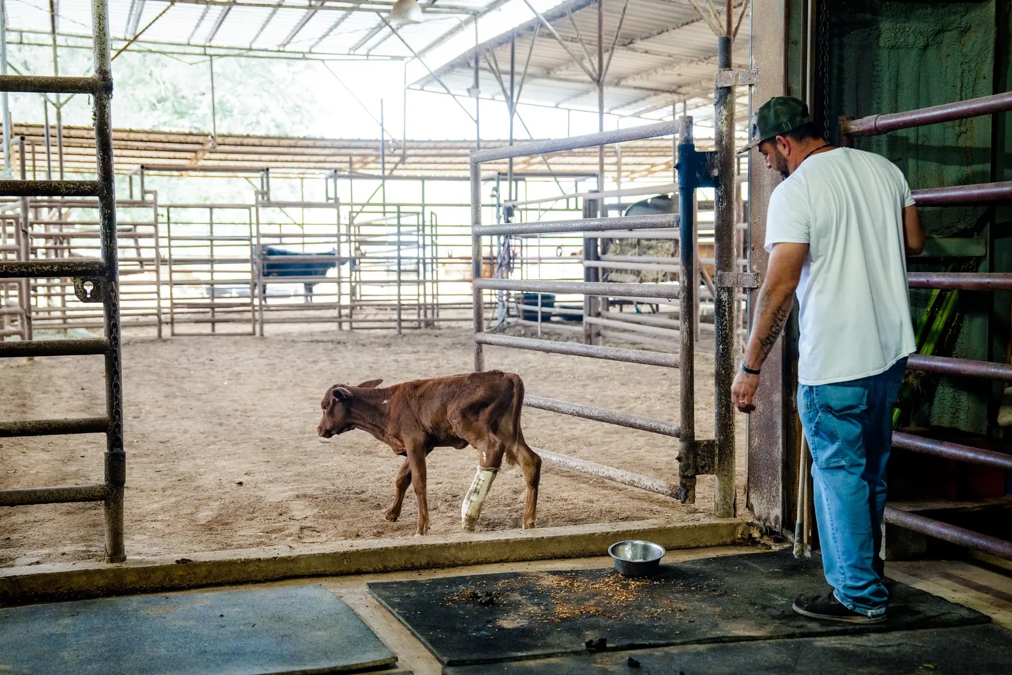 Maíz para ciervos e ivermectina en el Hospital Veterinario Las Palmas de Falfurrias, Texas, el 8 de octubre de 2025. (Abajo a la derecha) Un ternero con una pierna escayolada en el Hospital Veterinario Las Palmas de Falfurrias, Texas, el 8 de octubre de 2025. Samira Bouaou/The Epoch Times