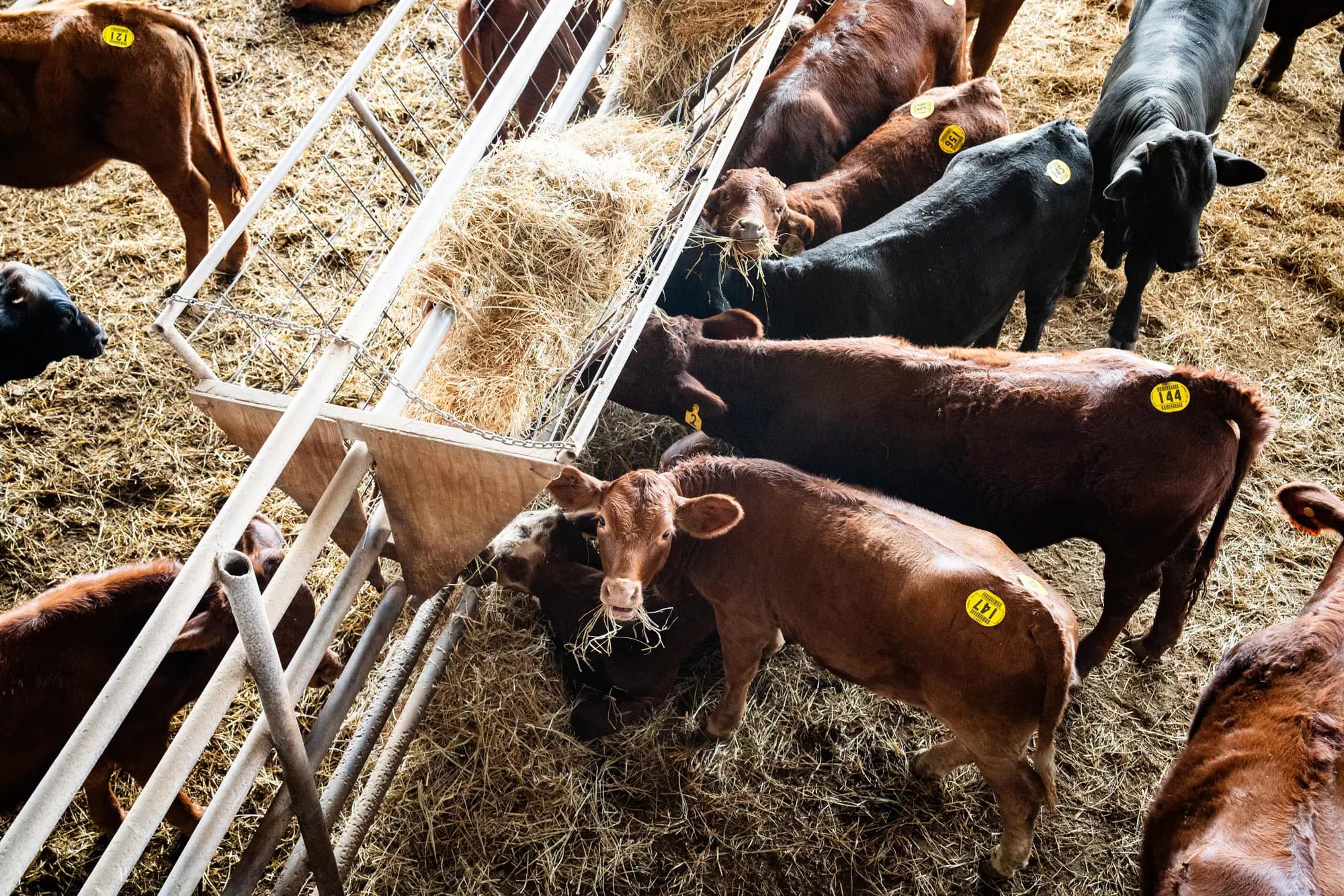 Vacas en Triple G Livestock Auction en Rio Grande City, Texas, el 10 de octubre de 2025. Samira Bouaou/The Epoch Times