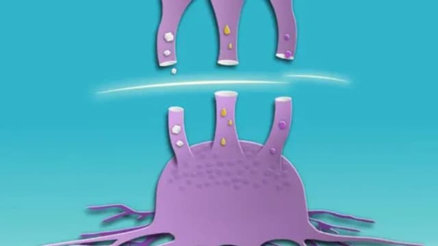 Más allá del azúcar: el cáncer usa combustibles alternativos para crecer, ¿cómo detenerlo?