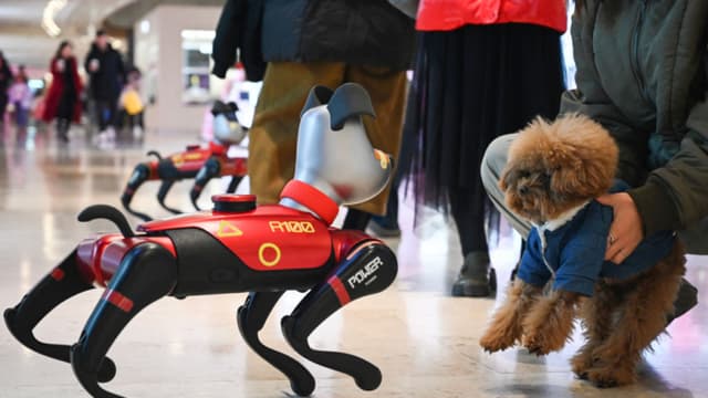 Esta foto tomada el 9 de enero de 2025 muestra a un dueño de mascota sosteniendo a un perro frente a un perro de compañía con IA fuera de una tienda de la empresa tecnológica Weilan en Nanjing, en la provincia oriental china de Jiangsu. El perro con IA de Weilan, llamado «BabyAlpha», se vende por hasta 26 000 yuanes, y la empresa afirma que el 70 % de los compradores son familias con niños pequeños. (RITA QIAN/AFP a través de Getty Images)