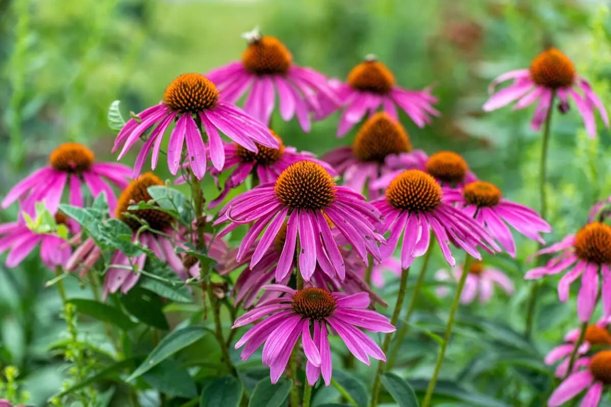 <em>Todas las partes de la planta de equinácea tienen usos medicinales. (Barbara Smits/Shutterstock)</em>