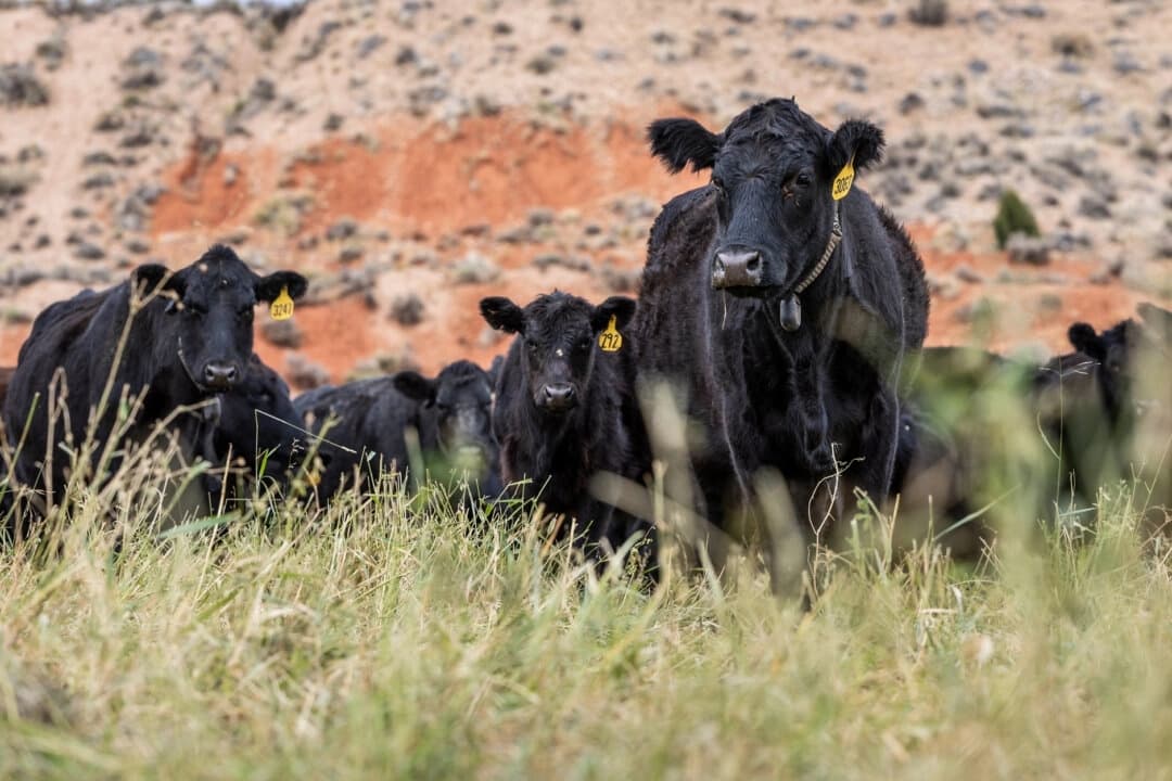 Las vacas pastan en el rancho de R.C. y Annia Carter, en las afueras de Ten Sleep, Wyoming, el 14 de octubre de 2025. (John Fredricks /The Epoch Times)
